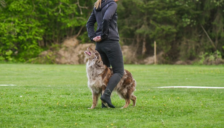 Årets Freestylehund 2023: Jenny Åström & Trubbel