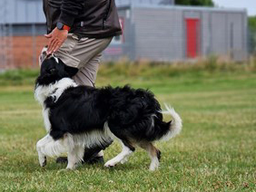 svartvit bordercollie i fritt följ på gräsmatta