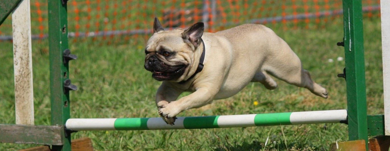 Mops agility