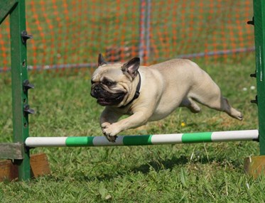 Mops agility