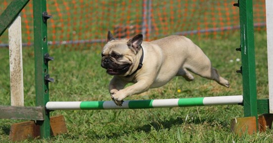 Mops agility