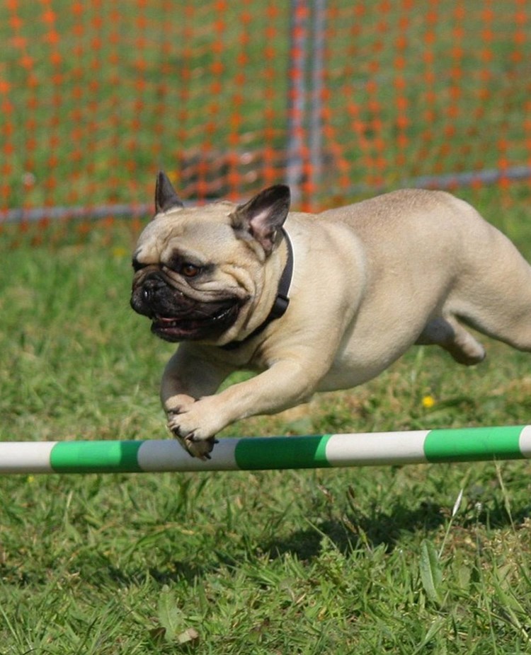 Mops agility