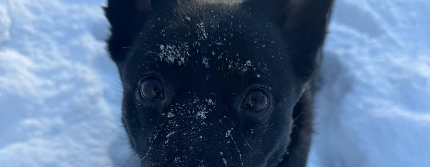 Kelpie i snö