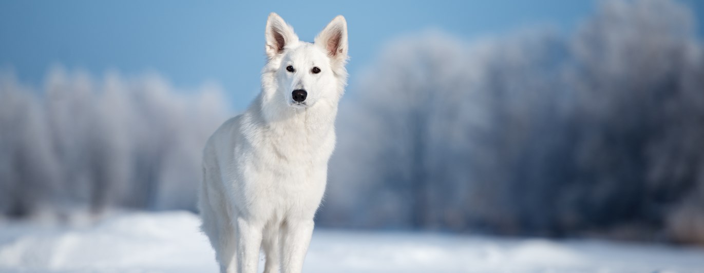 Vit herdehund som står ute i snön