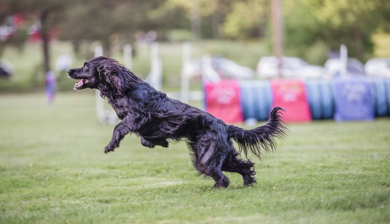 Årets Hund Agility 2023: Felicia Andersson & Stoja