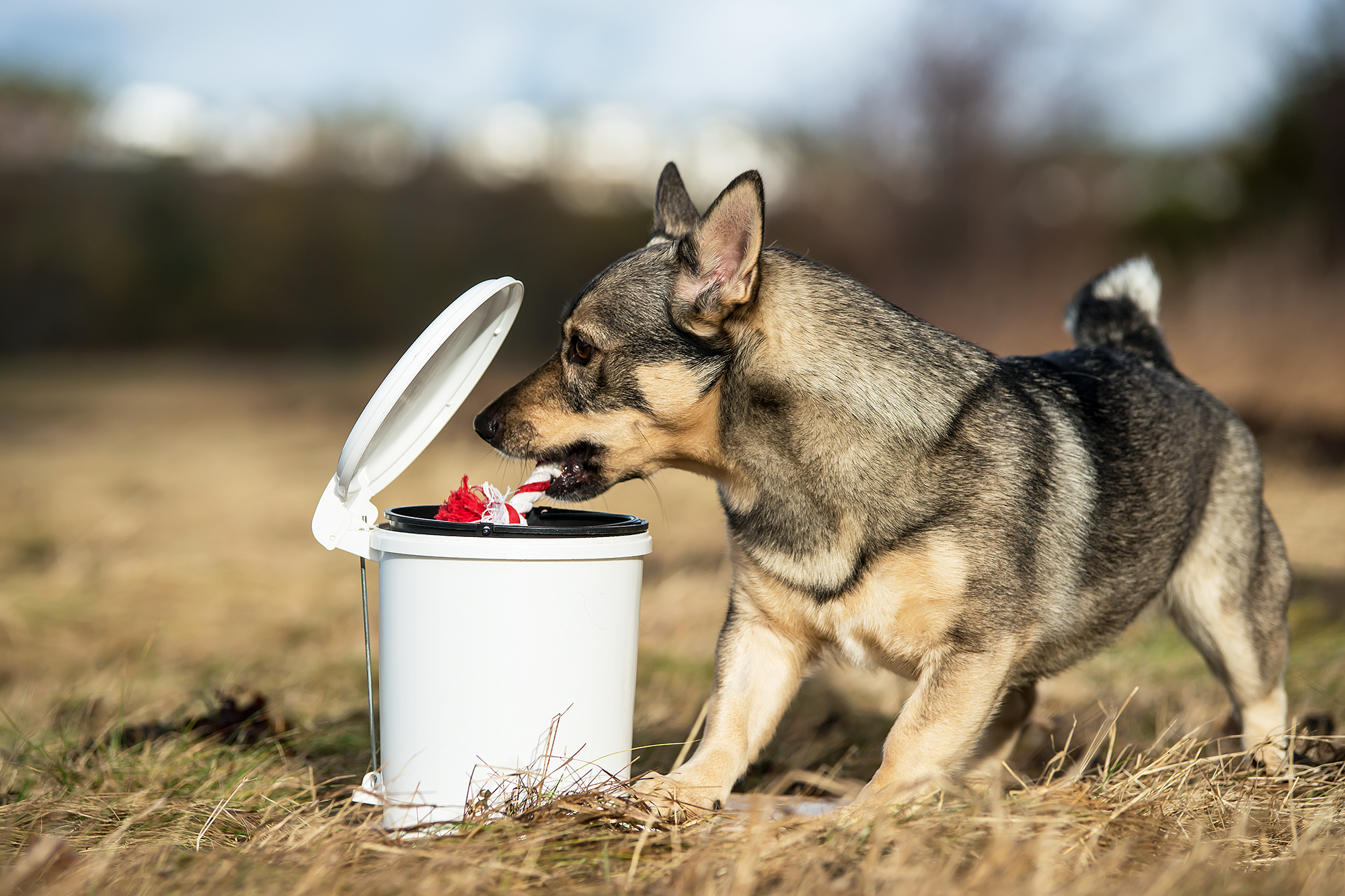 Västgötaspetsen Fanny lägger leksaker i en papperskorg med pedal.