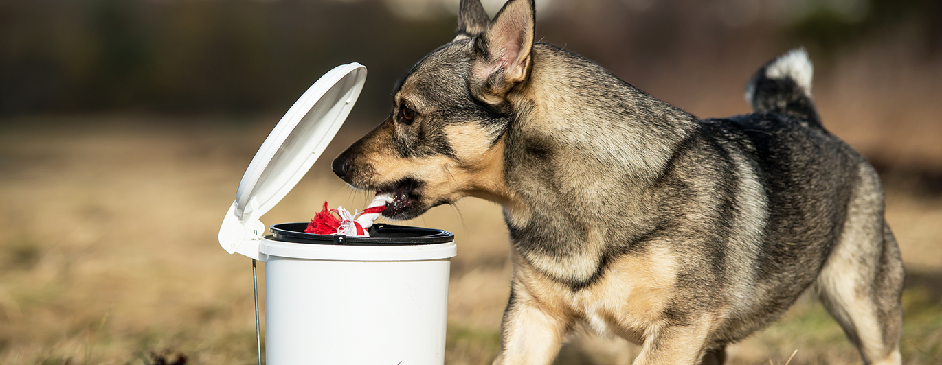 Västgötaspetsen Fanny lägger leksaker i en papperskorg med pedal.