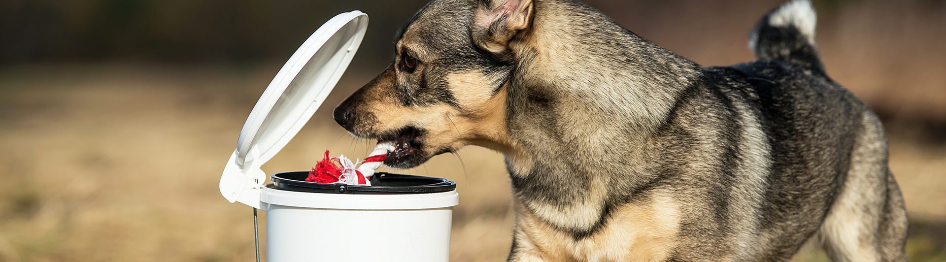 Västgötaspetsen Fanny lägger leksaker i en papperskorg med pedal.