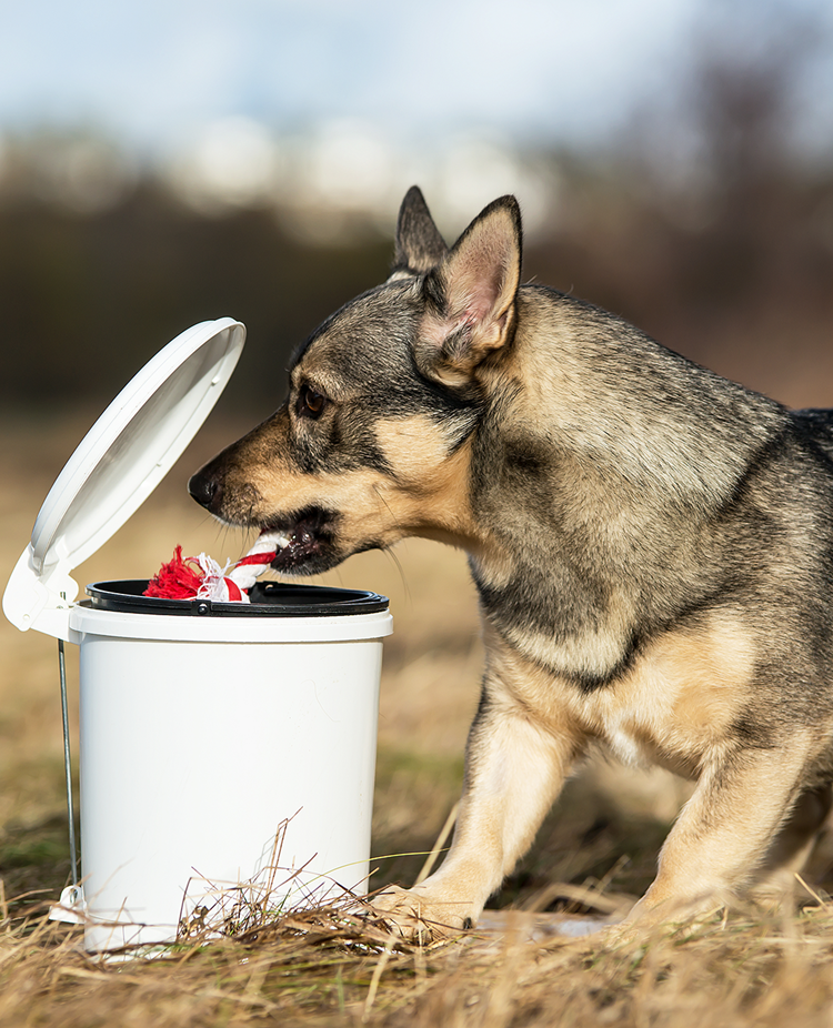 Västgötaspetsen Fanny lägger leksaker i en papperskorg med pedal.