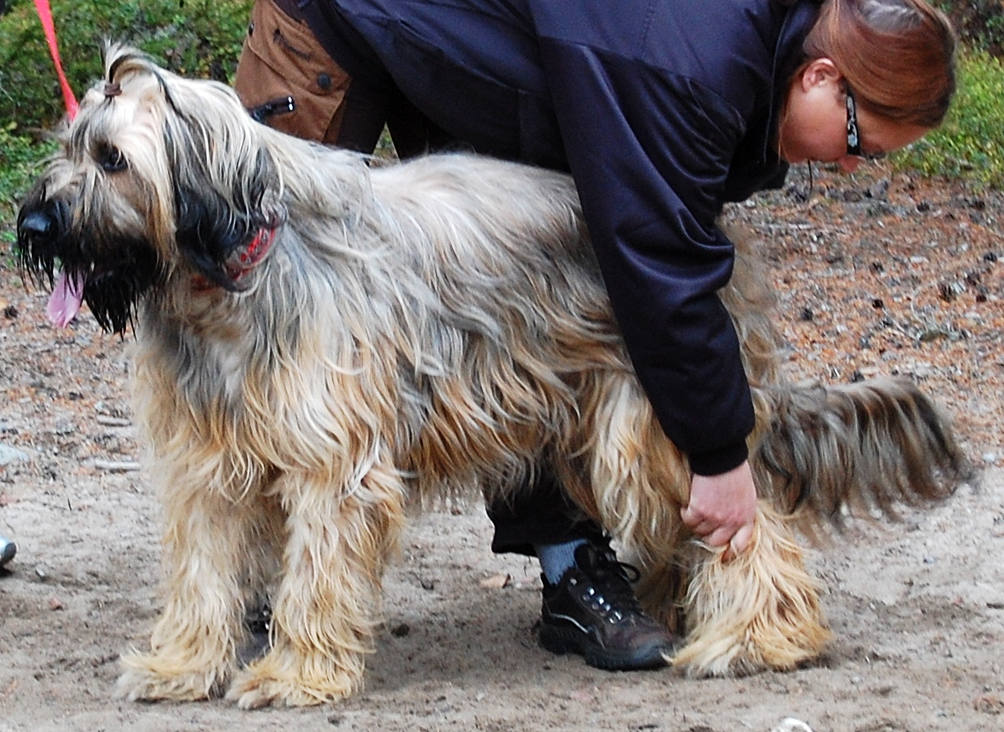 Hund som blir hanterad av en testledare