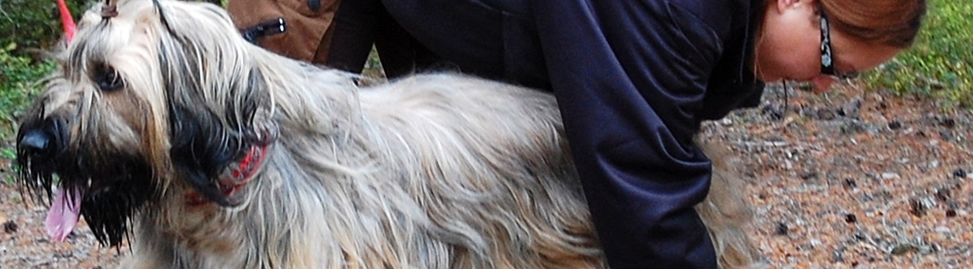 Hund som blir hanterad av en testledare