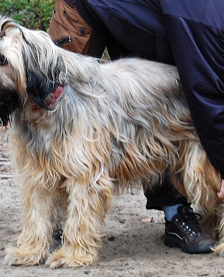 Hund som blir hanterad av en testledare