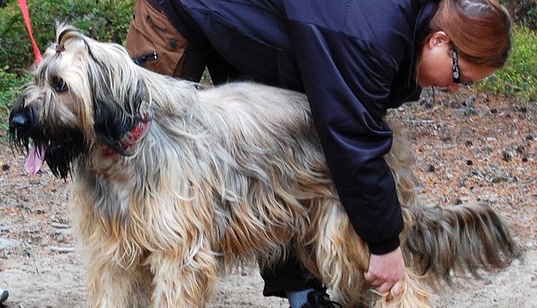 Hund som blir hanterad av en testledare
