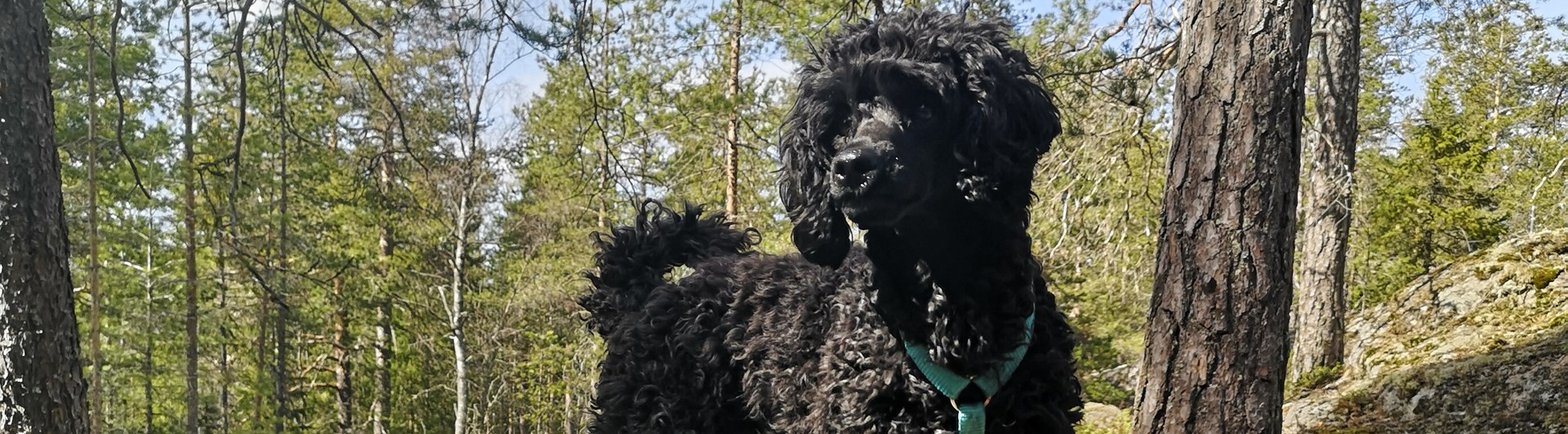Liten pudelliknande hund som står uppe på en stor sten