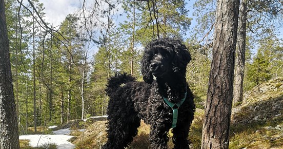 Liten pudelliknande hund som står uppe på en stor sten