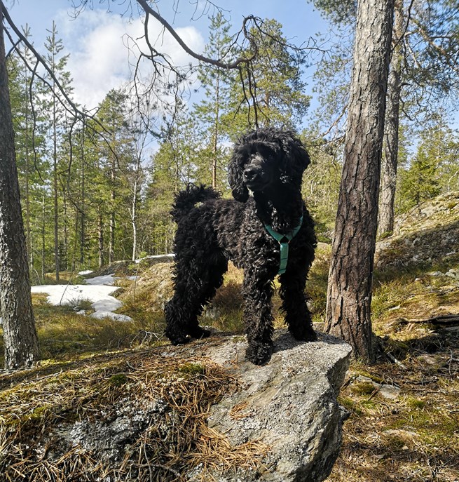 Liten pudelliknande hund som står uppe på en stor sten