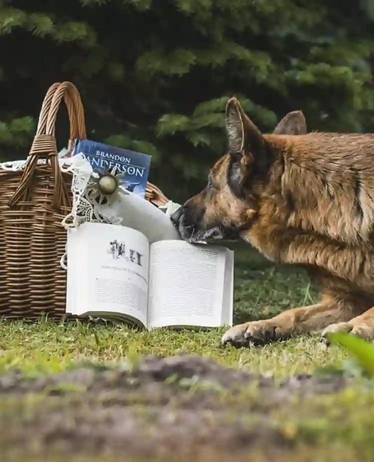Hund Läser Bok