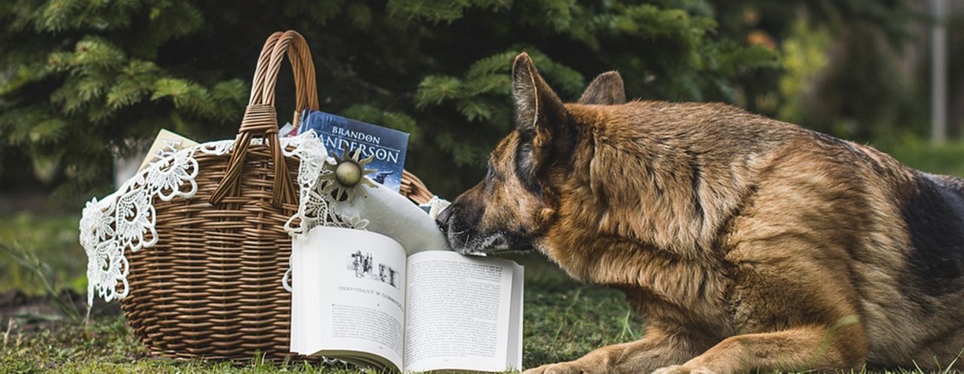 Hund Läser Bok