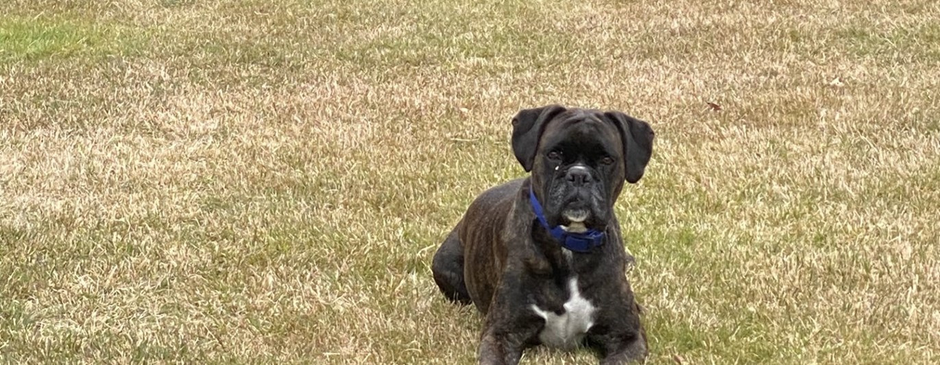 Skottträning ensamliggande hund