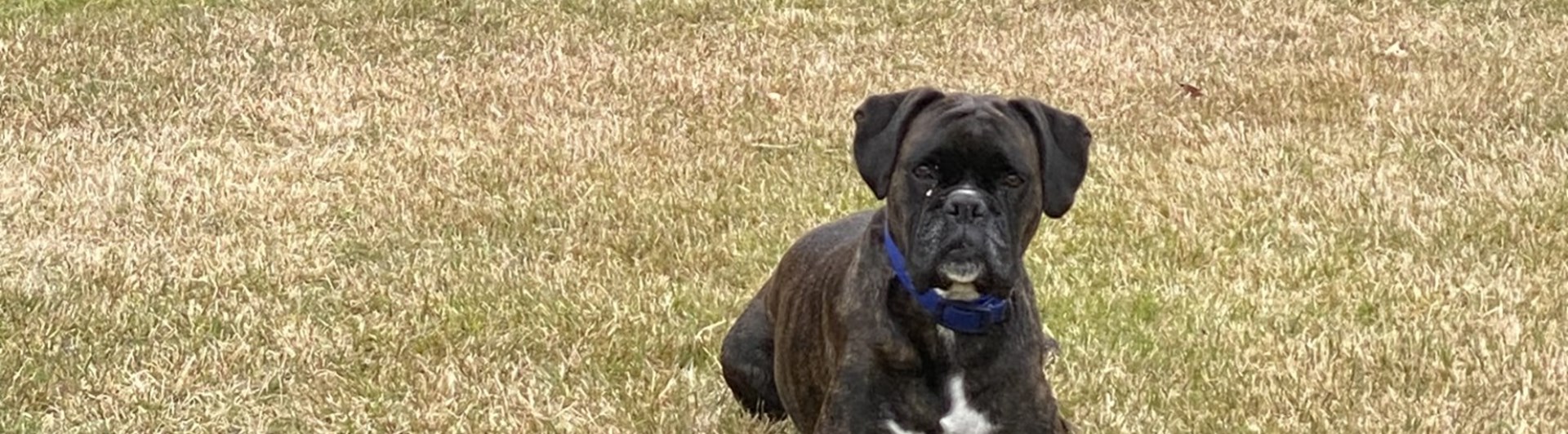 Skottträning ensamliggande hund