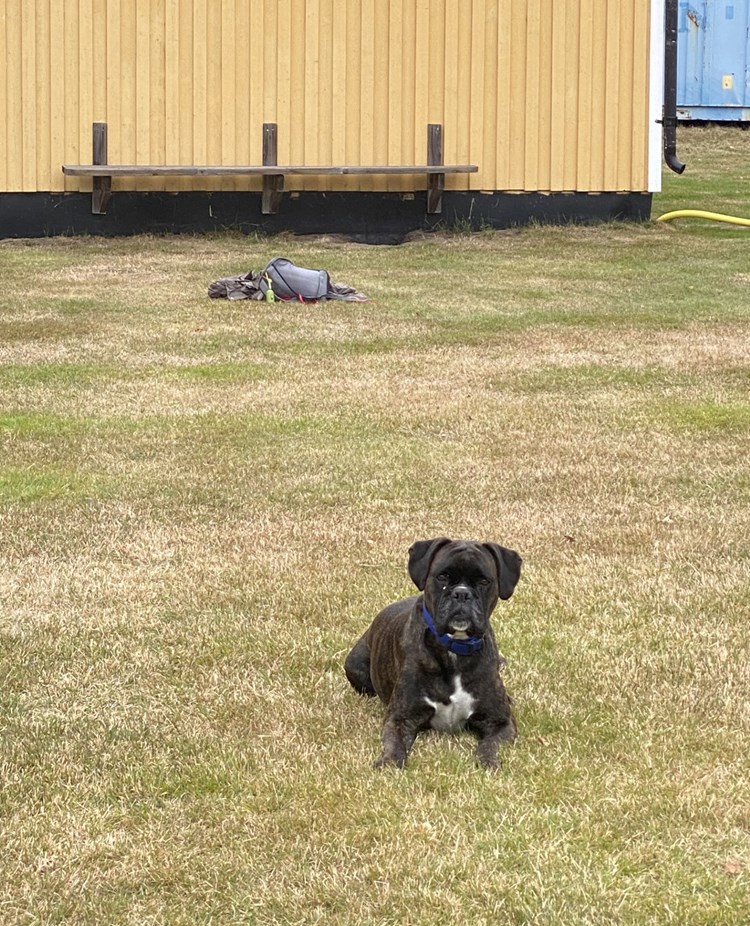 Skottträning ensamliggande hund