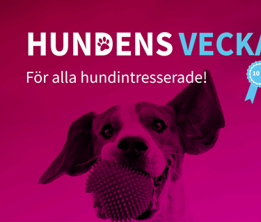 Hundens vecka 2026