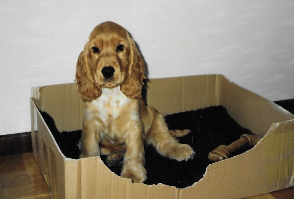 Cockerspaniel i en låda