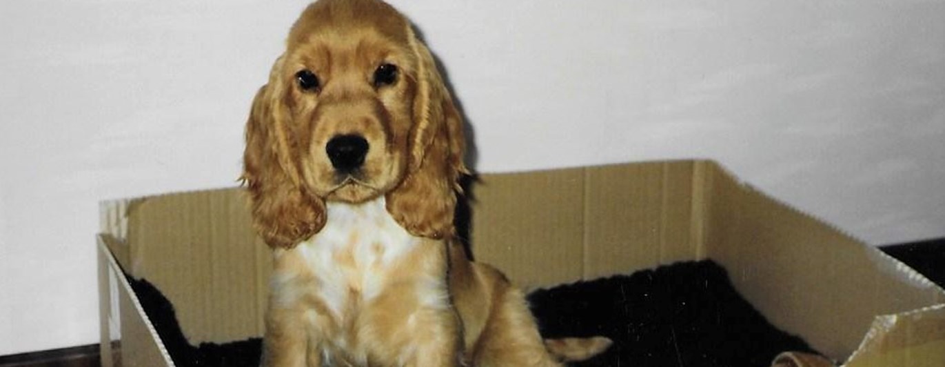 Cockerspaniel i en låda