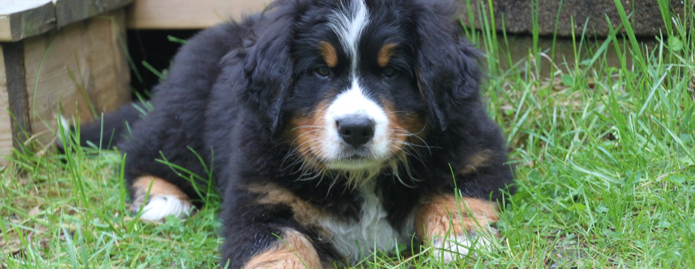 Valp bernersennen