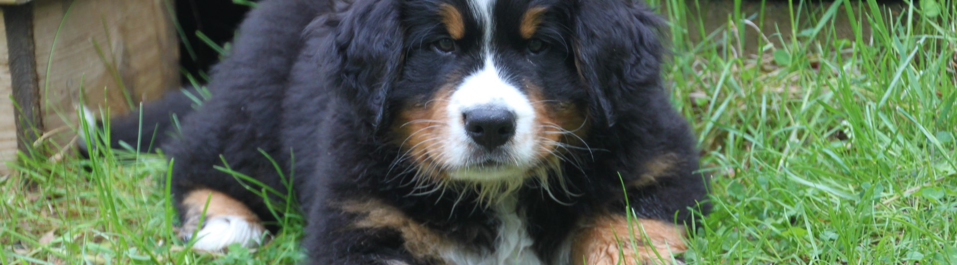 Valp bernersennen