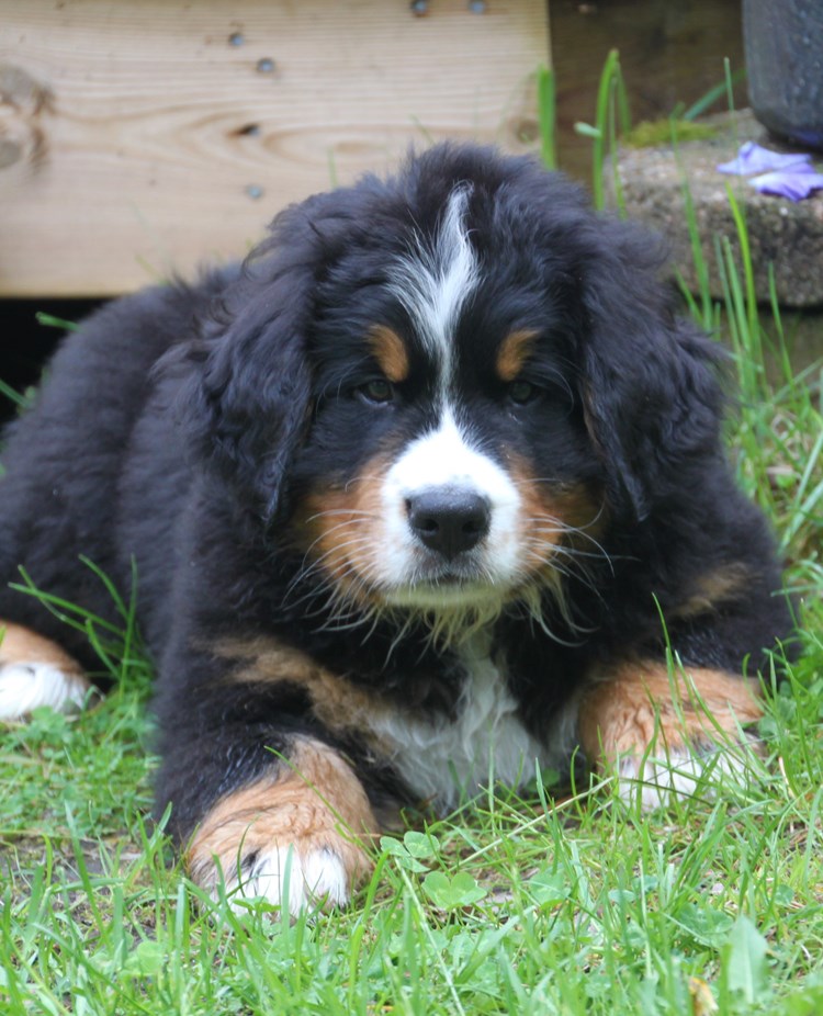 Valp bernersennen