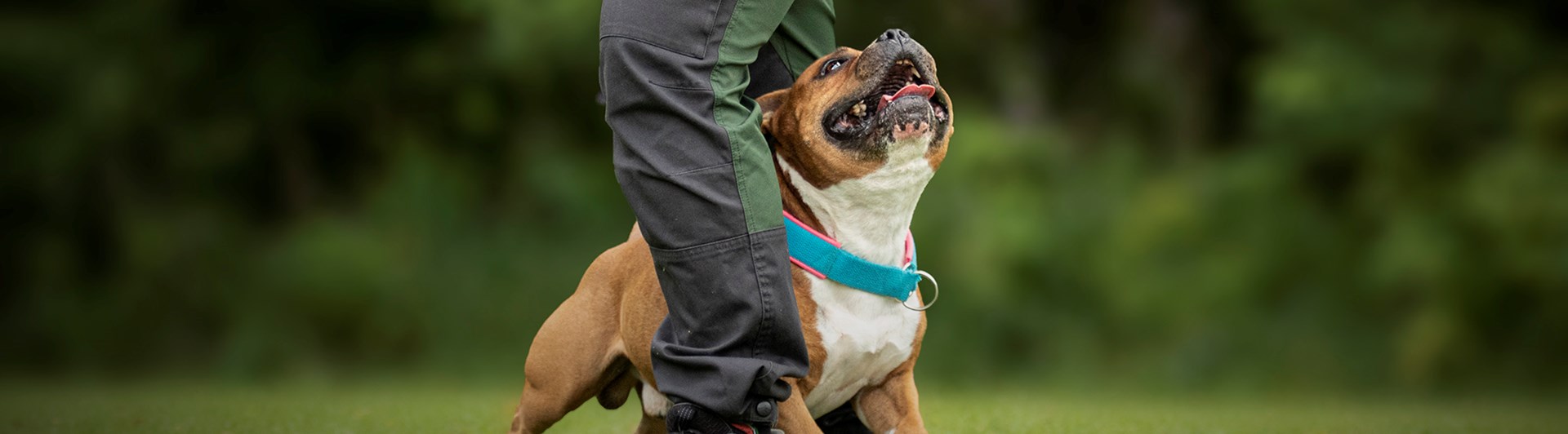 Hund som går slalom mellan in ägares ben