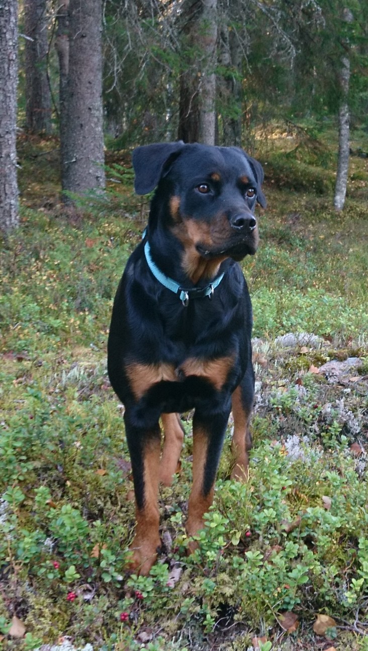 Rottweiler i skogen