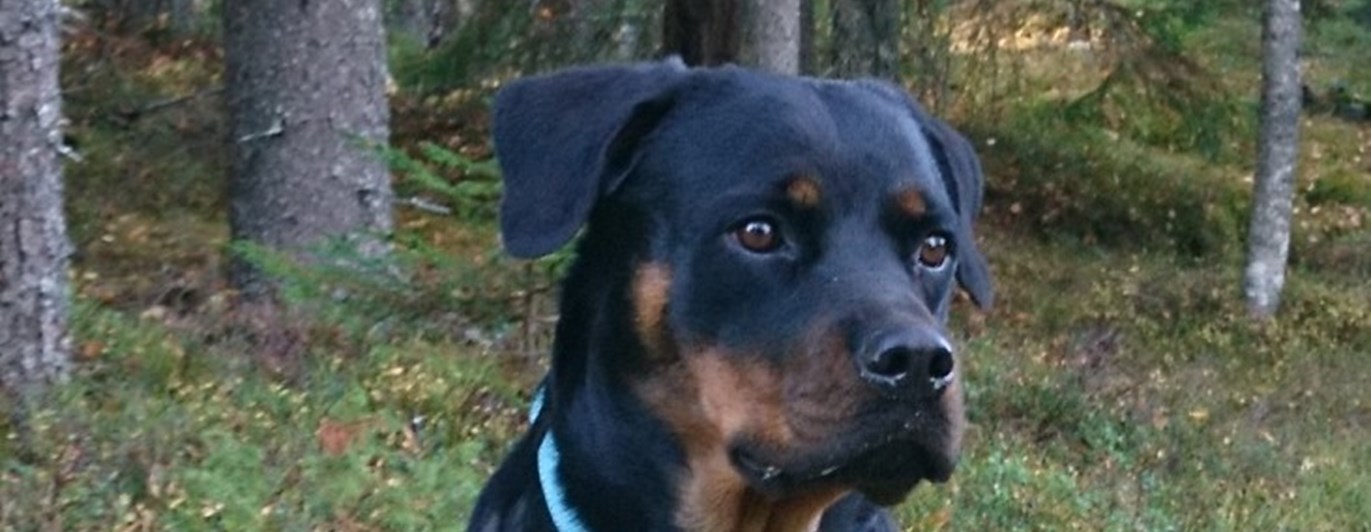 Rottweiler i skogen