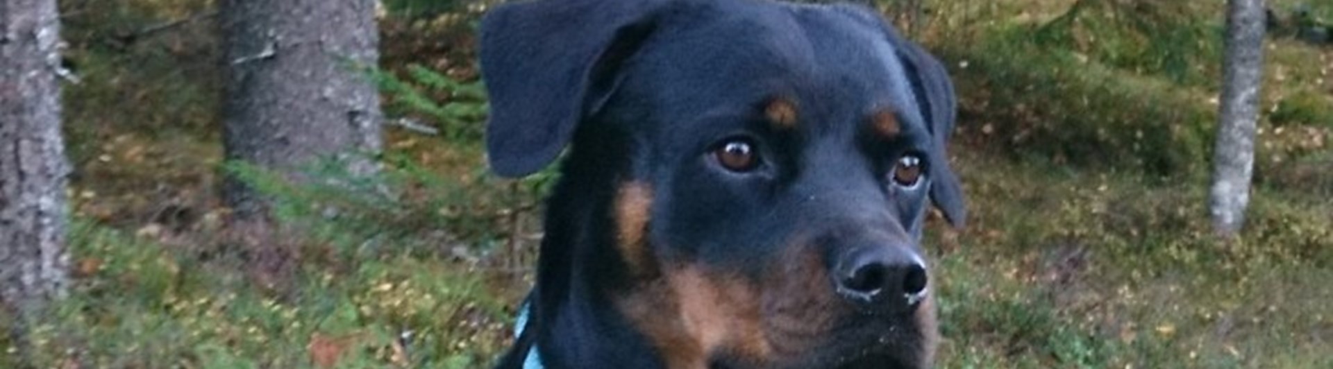 Rottweiler i skogen
