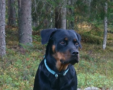 Rottweiler i skogen