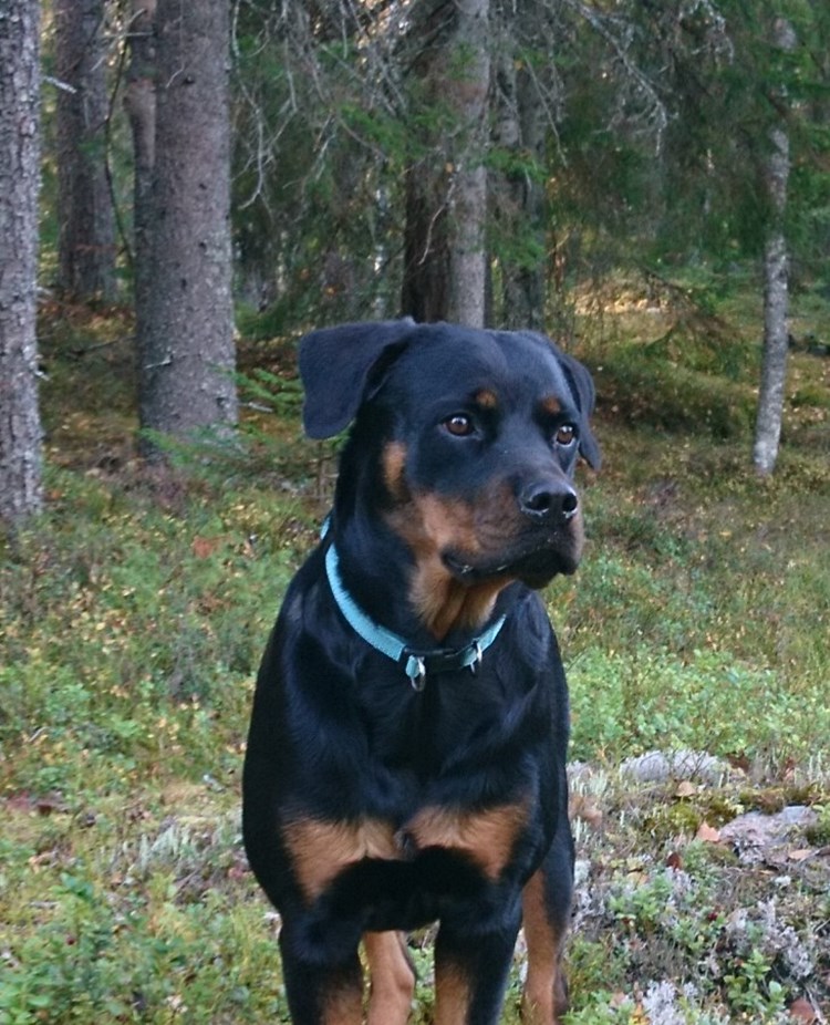 Rottweiler i skogen