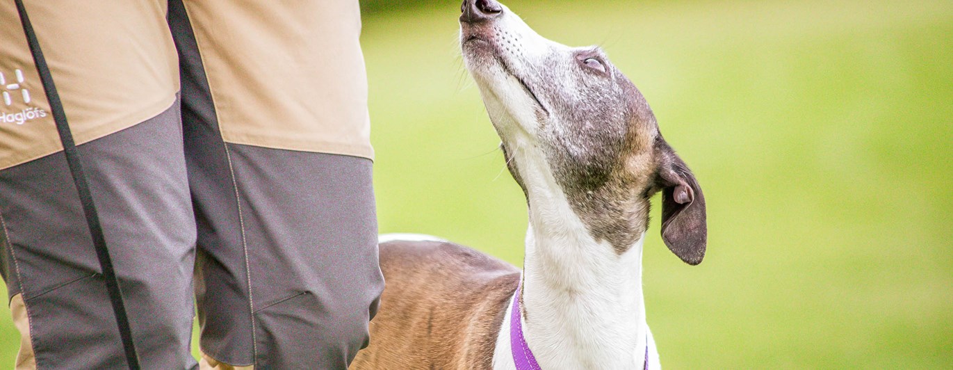 Vit brun hund tittar uppmärksamt på sin människa