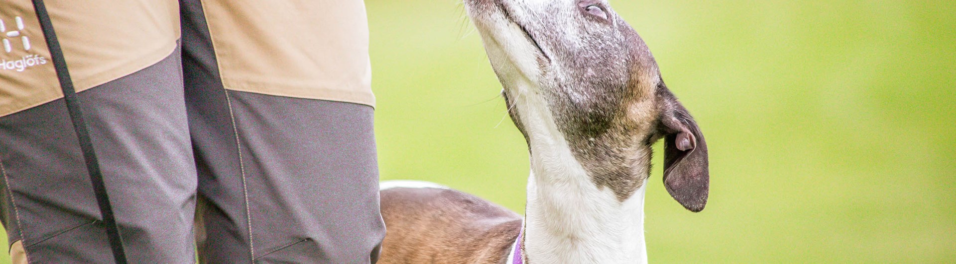 Vit brun hund tittar uppmärksamt på sin människa