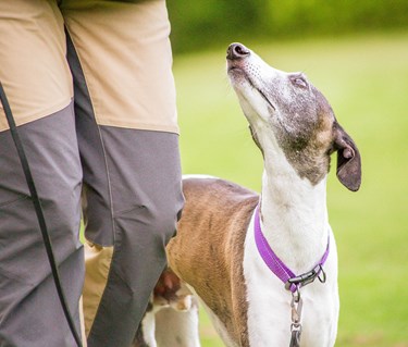Vit brun hund tittar uppmärksamt på sin människa