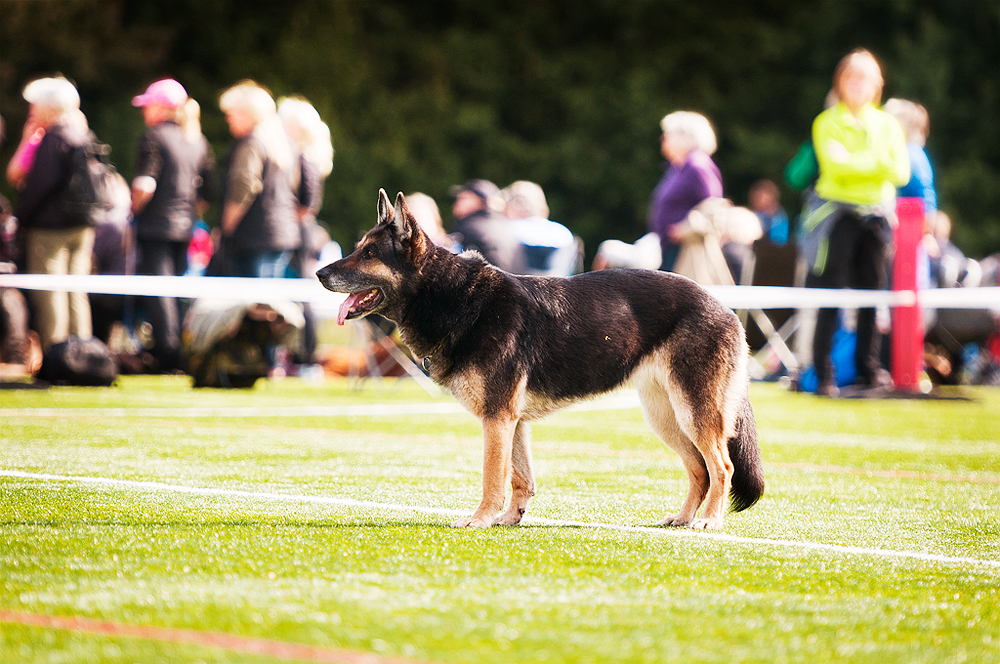Schäfer på tävlingsplan