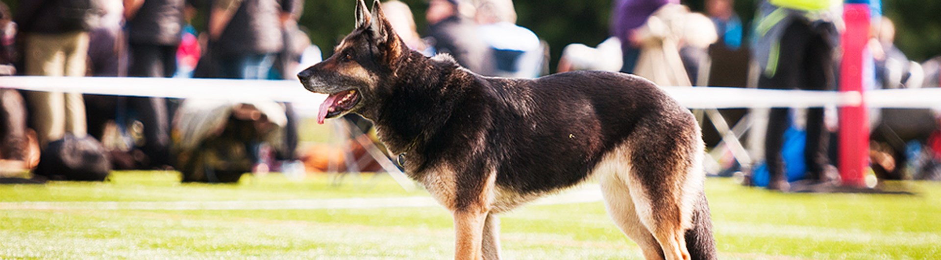 Schäfer på tävlingsplan