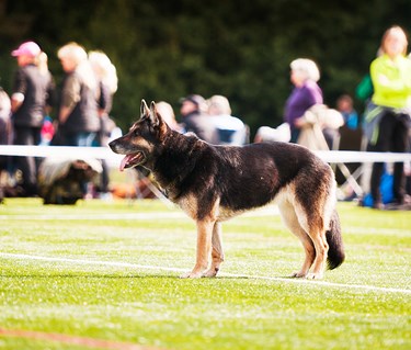 Schäfer på tävlingsplan