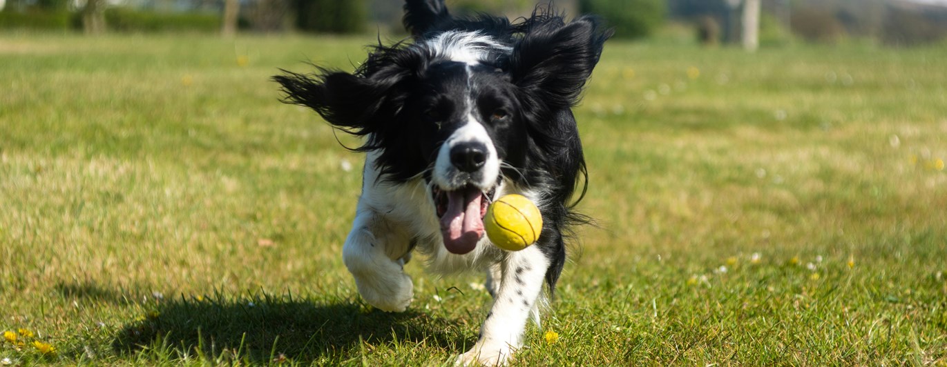 Svartvit hund med boll i munnen