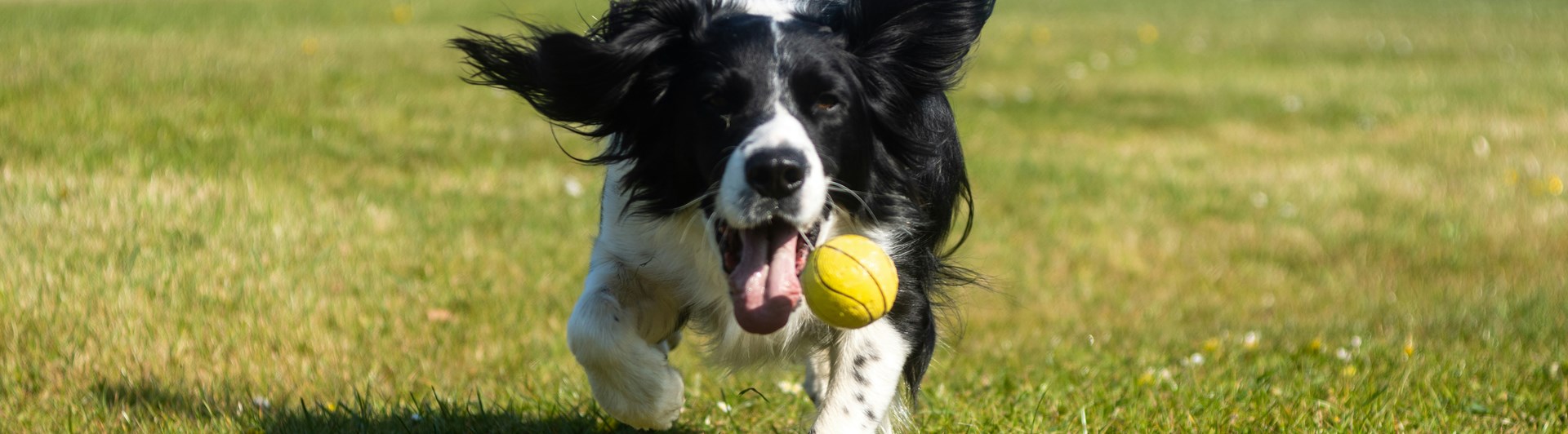Svartvit hund med boll i munnen