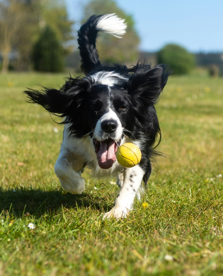 Svartvit hund med boll i munnen