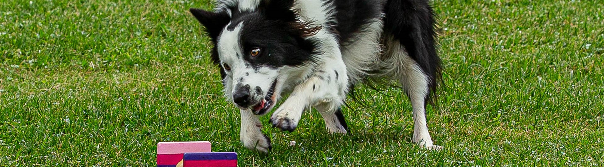 BC på väg att ta en färgglad apport