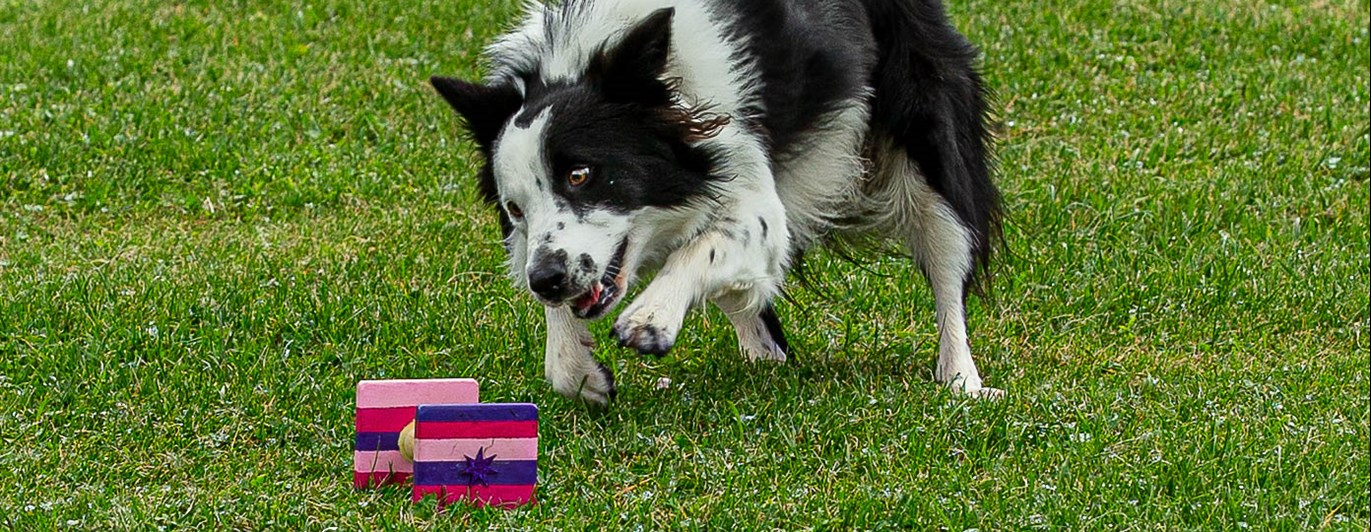 BC på väg att ta en färgglad apport