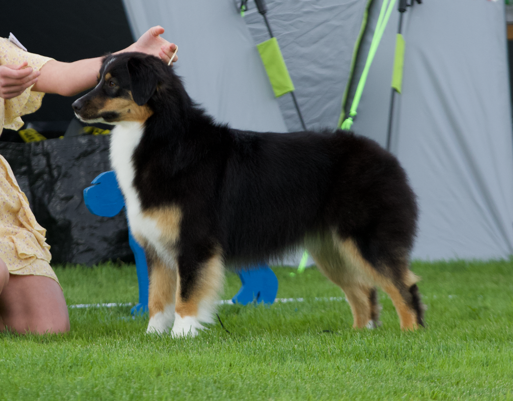 Hundutställning
dogshow
