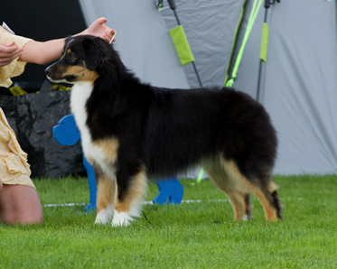 Hundutställning
dogshow